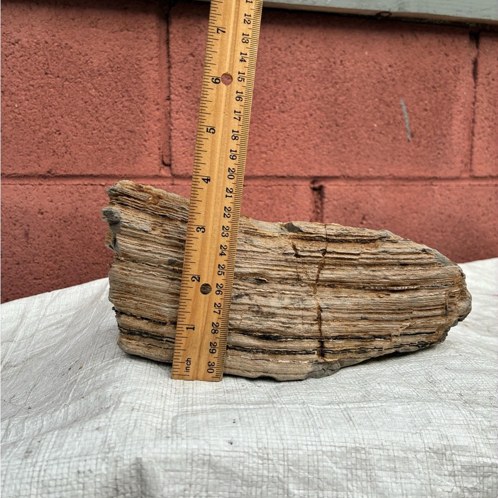 Large Rare Petrified Wood W Agate Veins Specimen Rough 4.4 Lbs - Picture 10 of 16